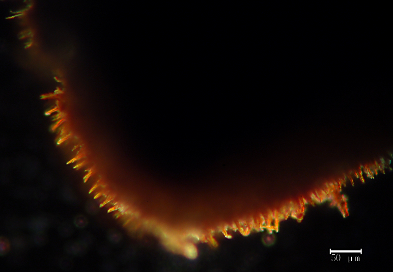 Penso a Hymenochaete rubiginosa - foto 5641 (H. rubiginosa)